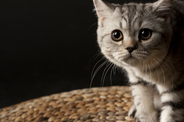 صورة قطة رمادية لطيفة