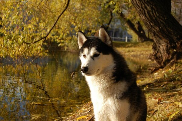 Perro en el fondo del lago de otoño