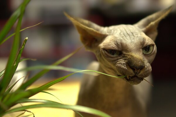 Bald cat eats grass