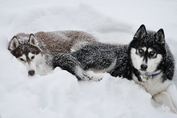 Dwa Husky leżą na śniegu