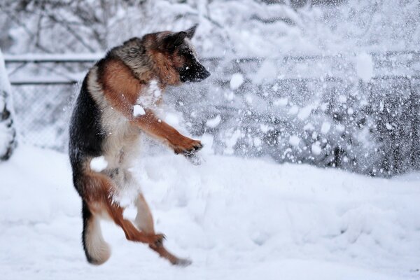 Hund spielt im Winter im Freien