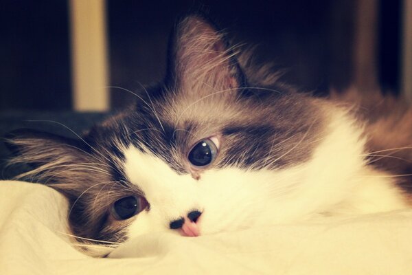 قطة لطيفة مع بقع على أنفها