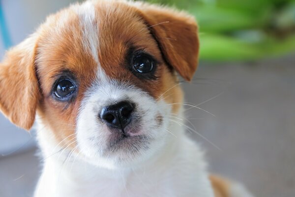 Cute little dog is watching