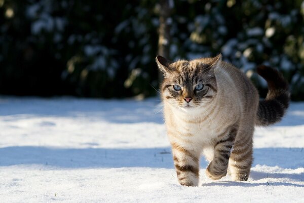 Gran gato corriendo en la nieve