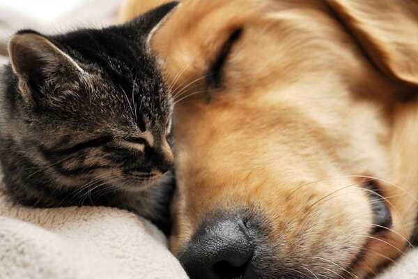 Sleeping golden retriever and kitten