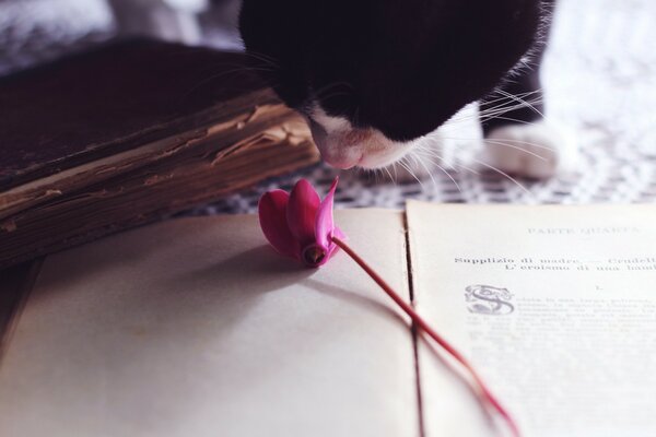 Um gato e uma flor rosa na mesa