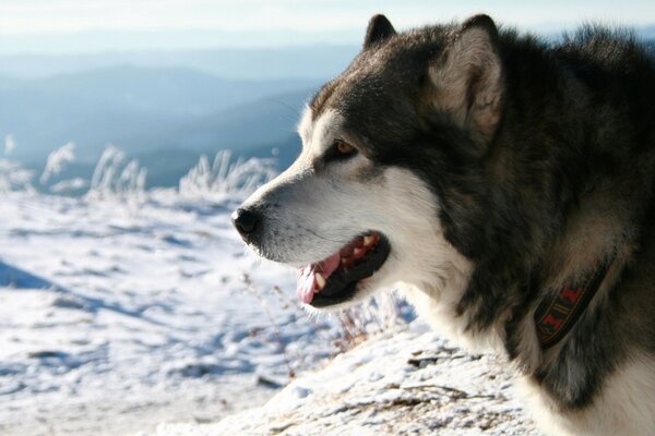 Frost and sun, dog on duty