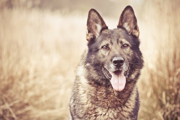 A sheepdog with a serious look and a protruding tongue