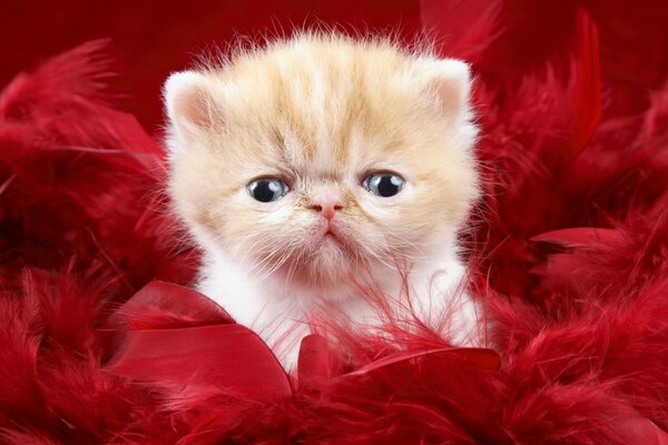 Petit chaton roux assis dans des plumes rouges