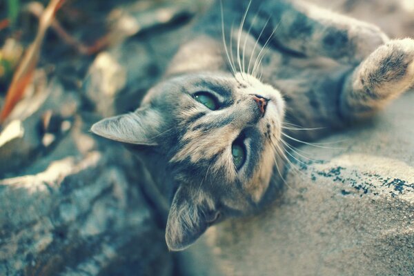 Chats mignons se prélasser dans la nature