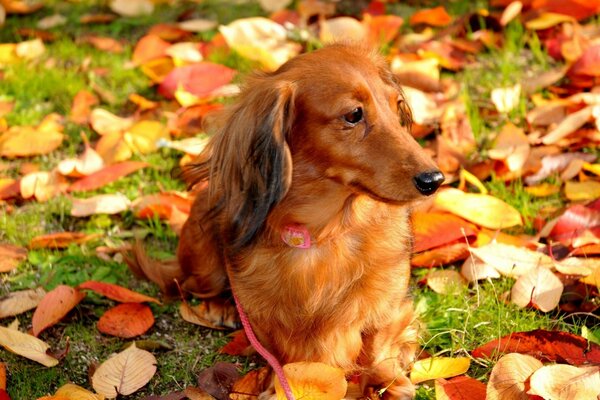 Cute dog lying on the grass