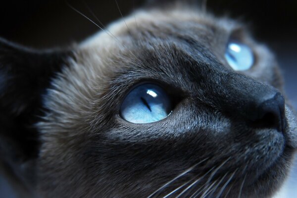 Yeux bleus chez le chat près