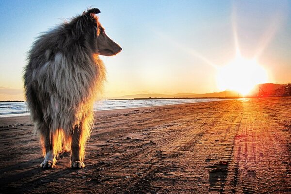 Hund am Flussufer bei Sonnenuntergang