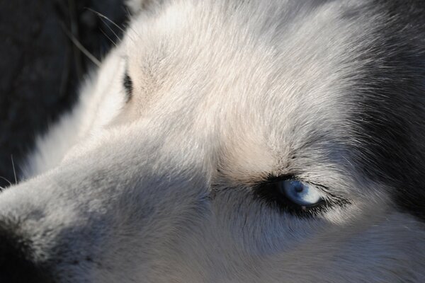 Foto de Husky con ojos diferentes