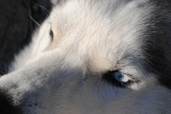 Photo Husky avec des yeux différents