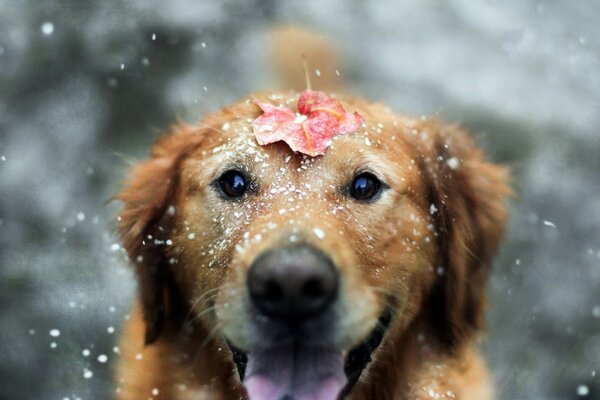 A cheerful dog with a red leaf on his forehead