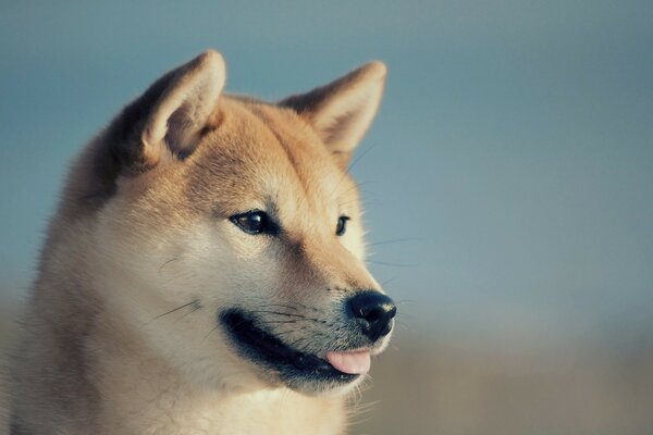 Prenez Hachiko à votre papier peint