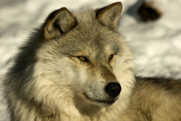 Le loup se trouve sur la neige et regarde au loin