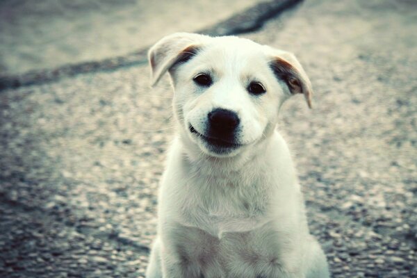 Cute dog smiles in nature