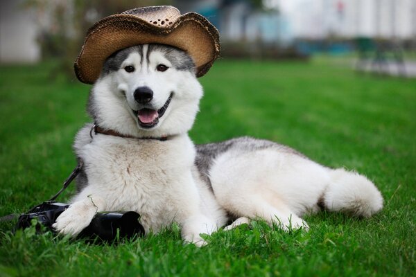 A dog in a cowboy hat is lying on the green grass