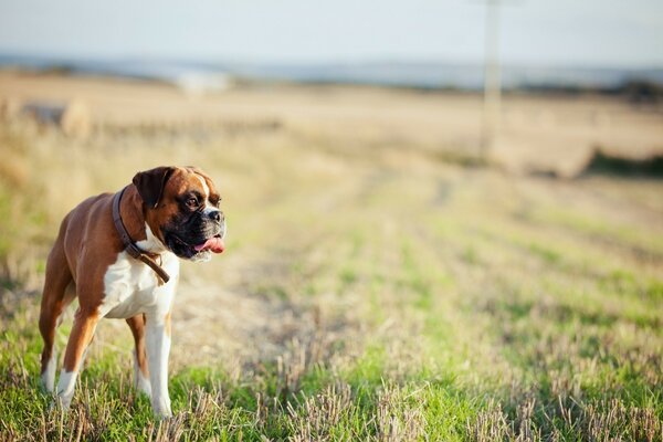 Der Hund spaziert über Gras und Feld