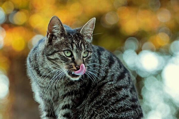 Die Katze leckt sich und schaut in die Ferne