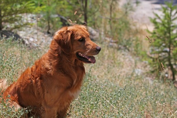 Doğa, çimenler ve köpek