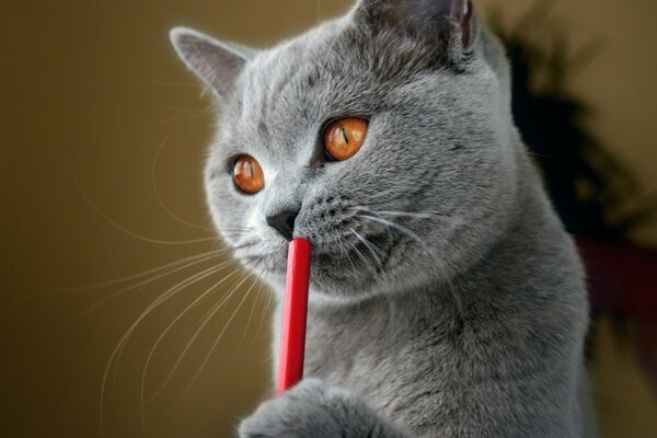 British Blue Shorthair