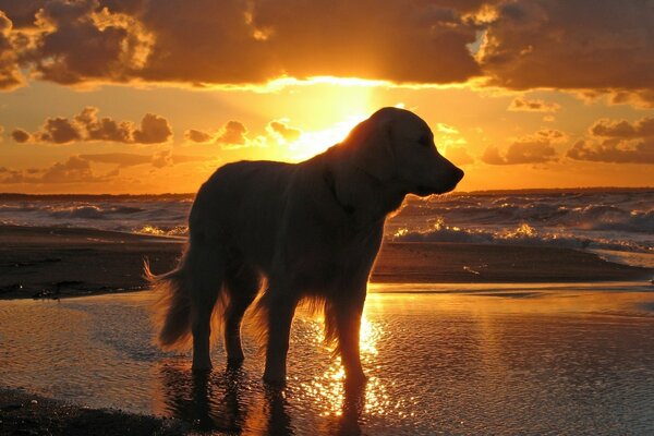 Altın gün batımının arka planına karşı sahilde bir köpeğin silueti