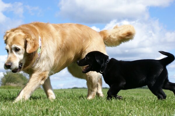 Red and black dogs walking in a green meadow