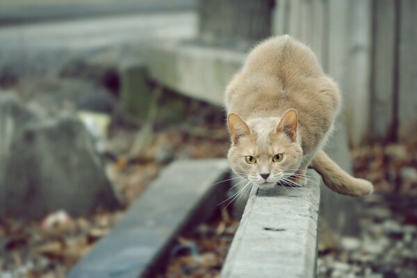 A grey cat with green eyes is hunting