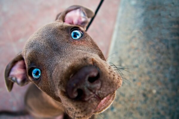 Portrait of a dog with surprised blue eyes