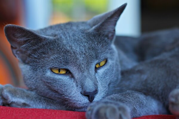 Un gatto di colore blu con un saggio sguardo di occhi gialli