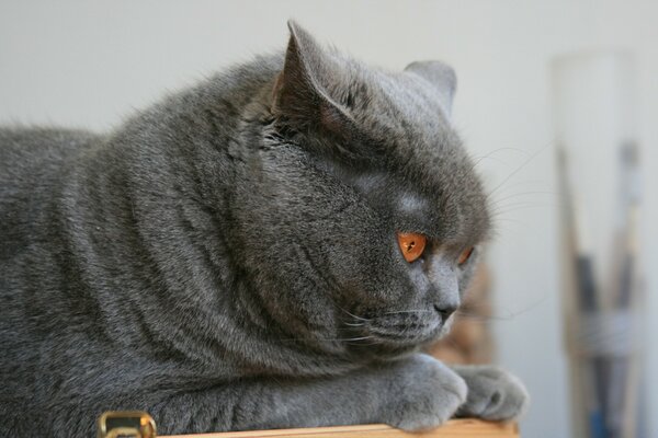 Gato cinzento observa a presa