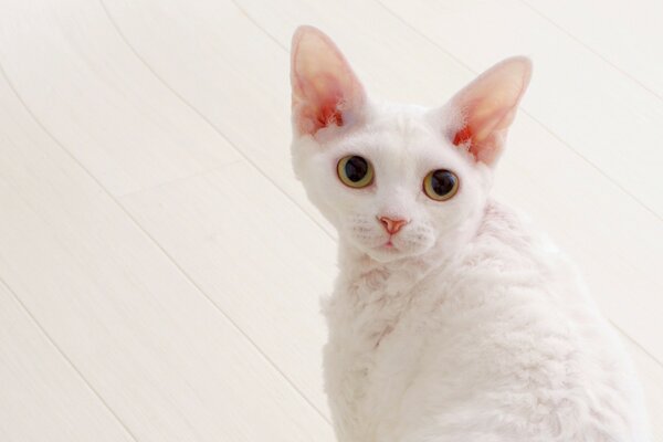 Cute white cat looks at the camera