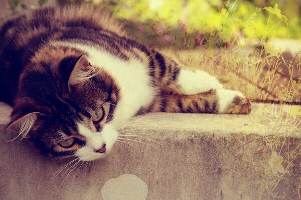 A cat with a beautiful short coat is resting outside