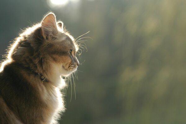 Lindo gato mirando a lo lejos