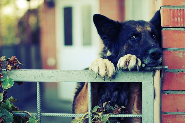 Un perro triste se encuentra en la puerta de la cerca