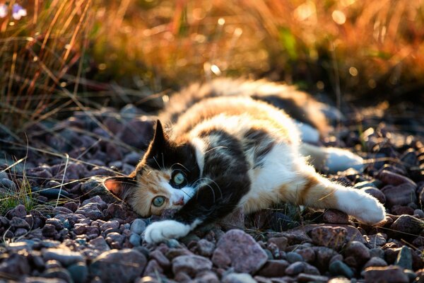 Gattino colorato appoggiato sulle pietre