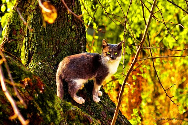 Gato de ojos verdes en una rama de árbol