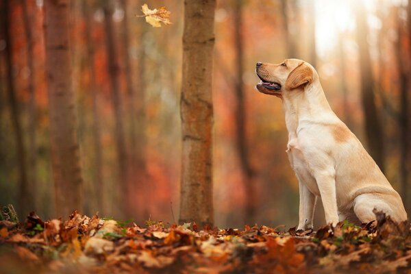 Schöner Hund sitzt im Herbstwald