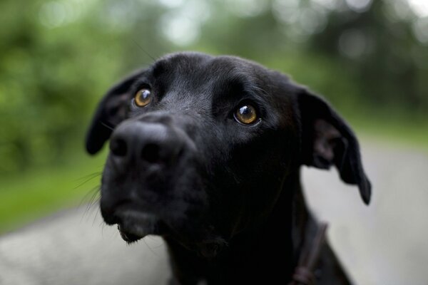 A black dog with beautiful eyes