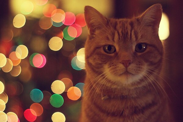 Redhead gatto ti guarda