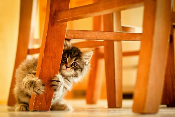 A little kitten is sitting under a chair