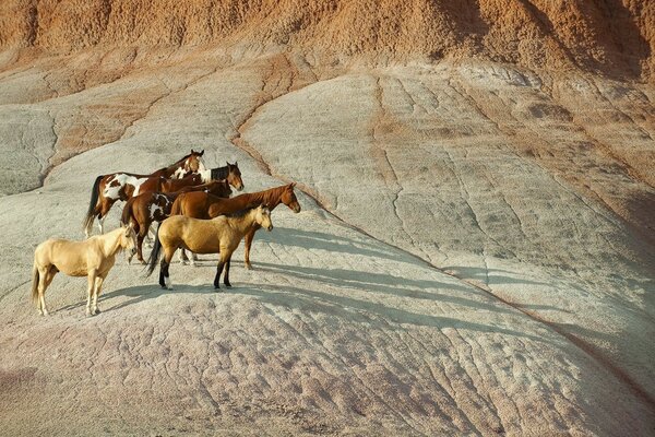 Wild horses on a hill in the desert