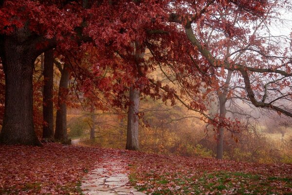 Herbstpark. Rote Blätter