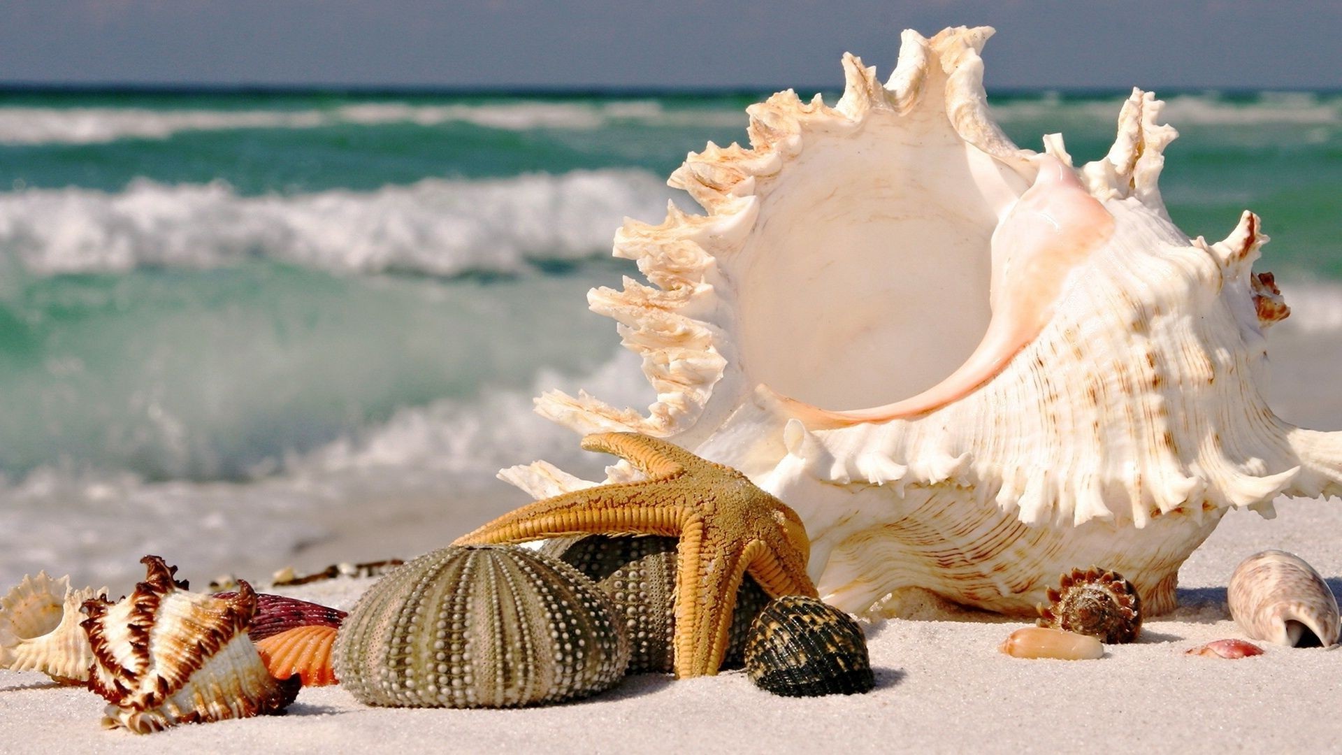 sea and ocean seashell beach seashore sea shell starfish ocean conch sand marine shellfish water relaxation tropical seaside cockleshell summer travel souvenir shore