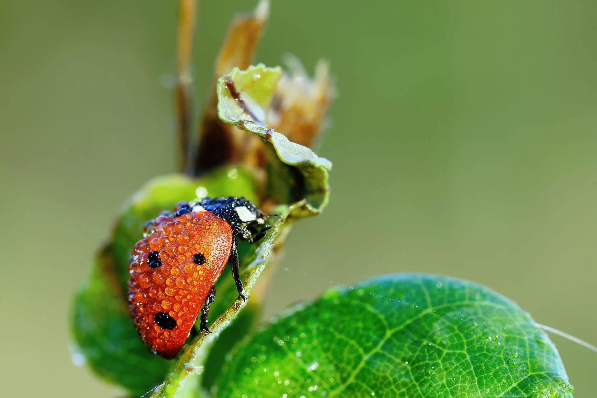 owady natura owad liść biologia mało flora chrząszcz na zewnątrz biedronka lato ogród przyroda zbliżenie