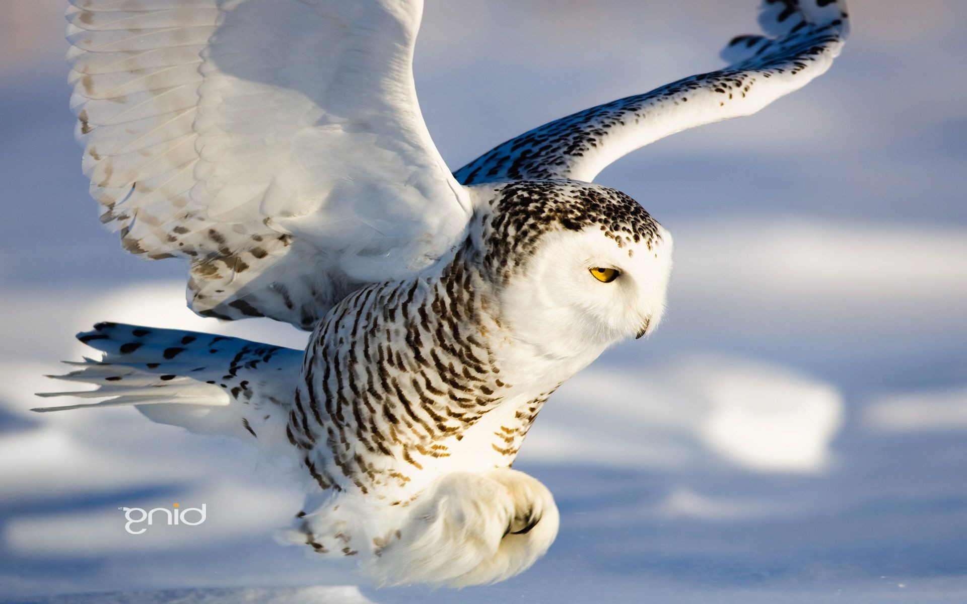 animals bird nature wildlife animal outdoors beak flight