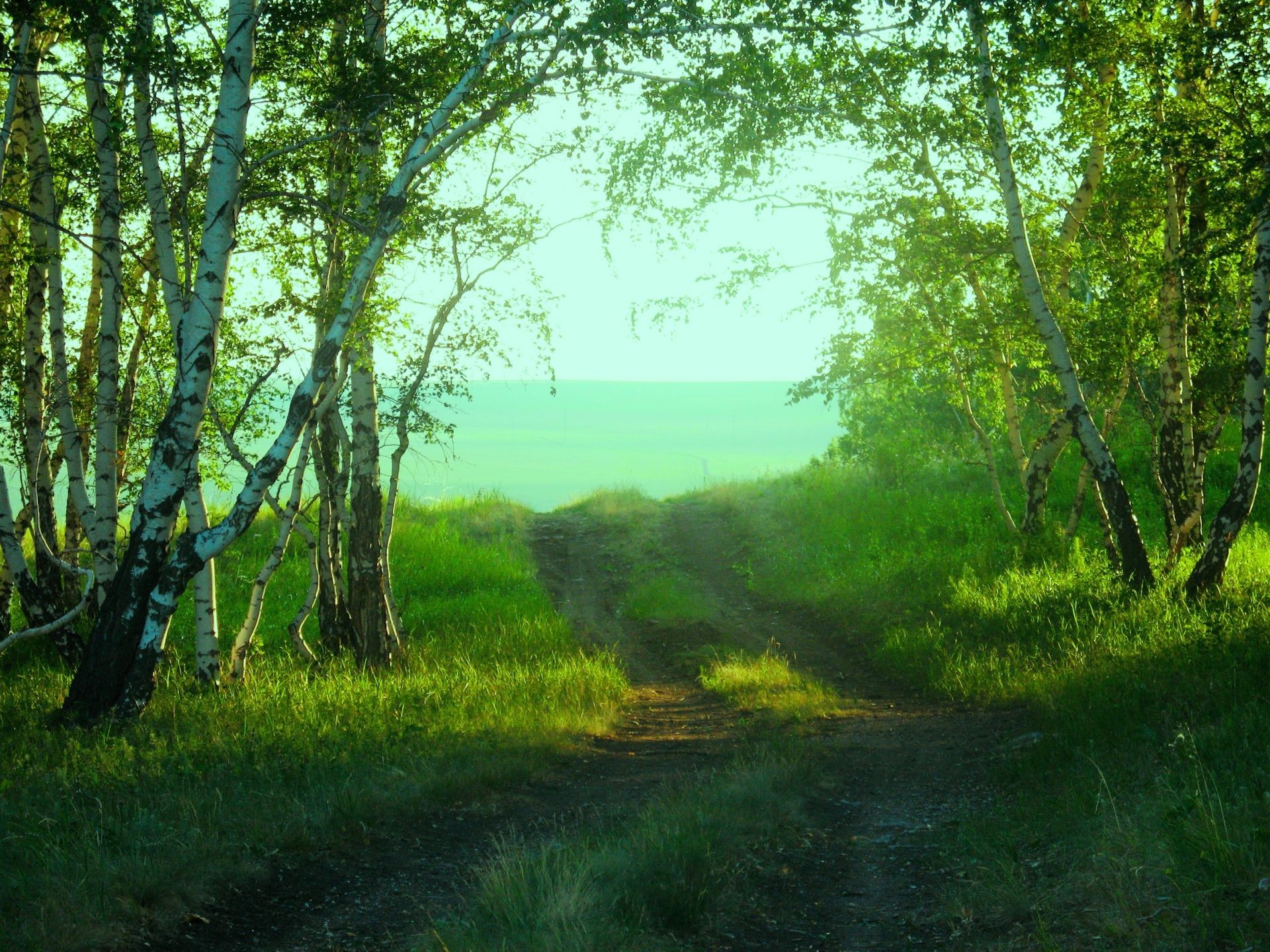 foresta legno paesaggio natura albero alba lussureggiante bel tempo erba ambiente foglia sole parco scenico campagna all aperto nebbia nebbia luce del giorno paesaggio